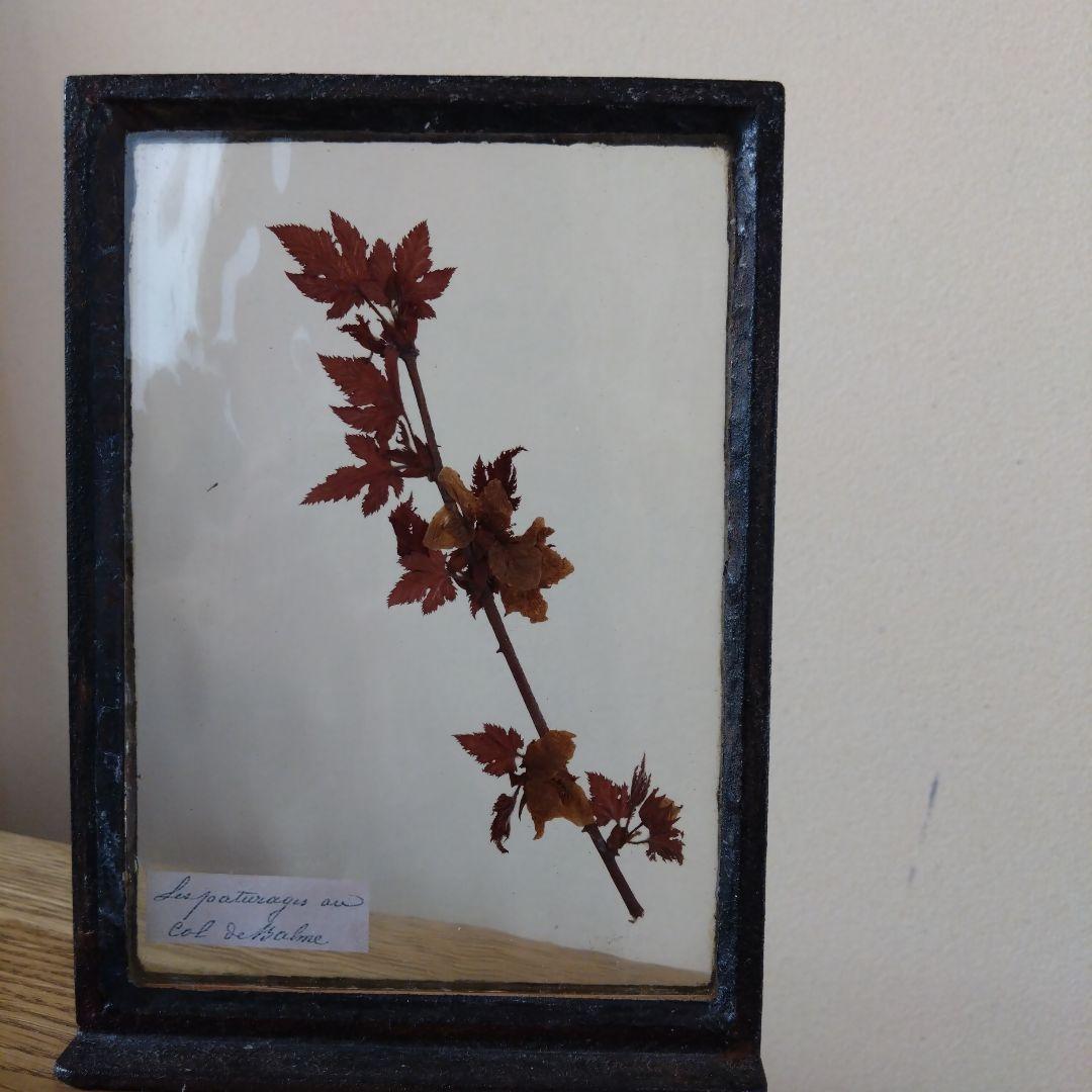 モリソン小林　押し花