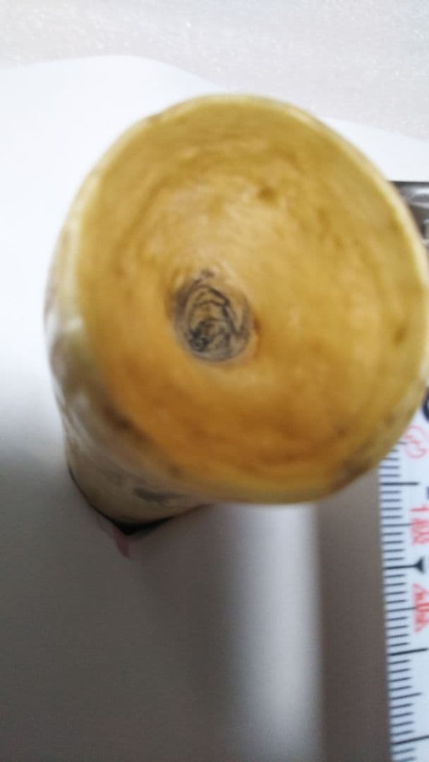 (値下げ)鯨歯　工芸素材　美品オブジェ