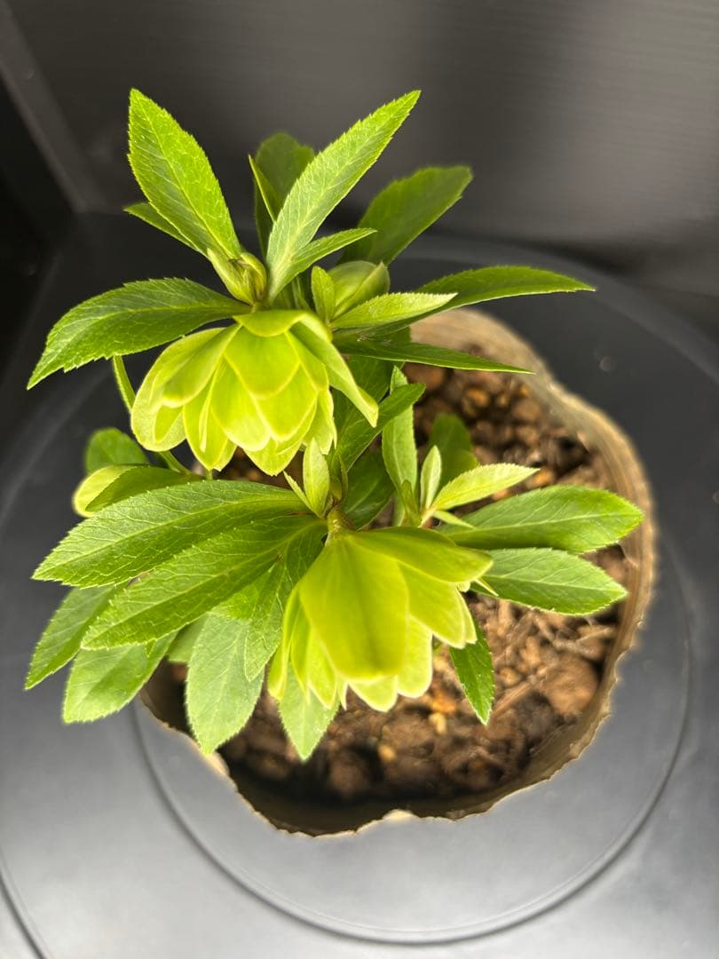 クリスマスローズ 原種交配系 グリーンダブル パールエッジ