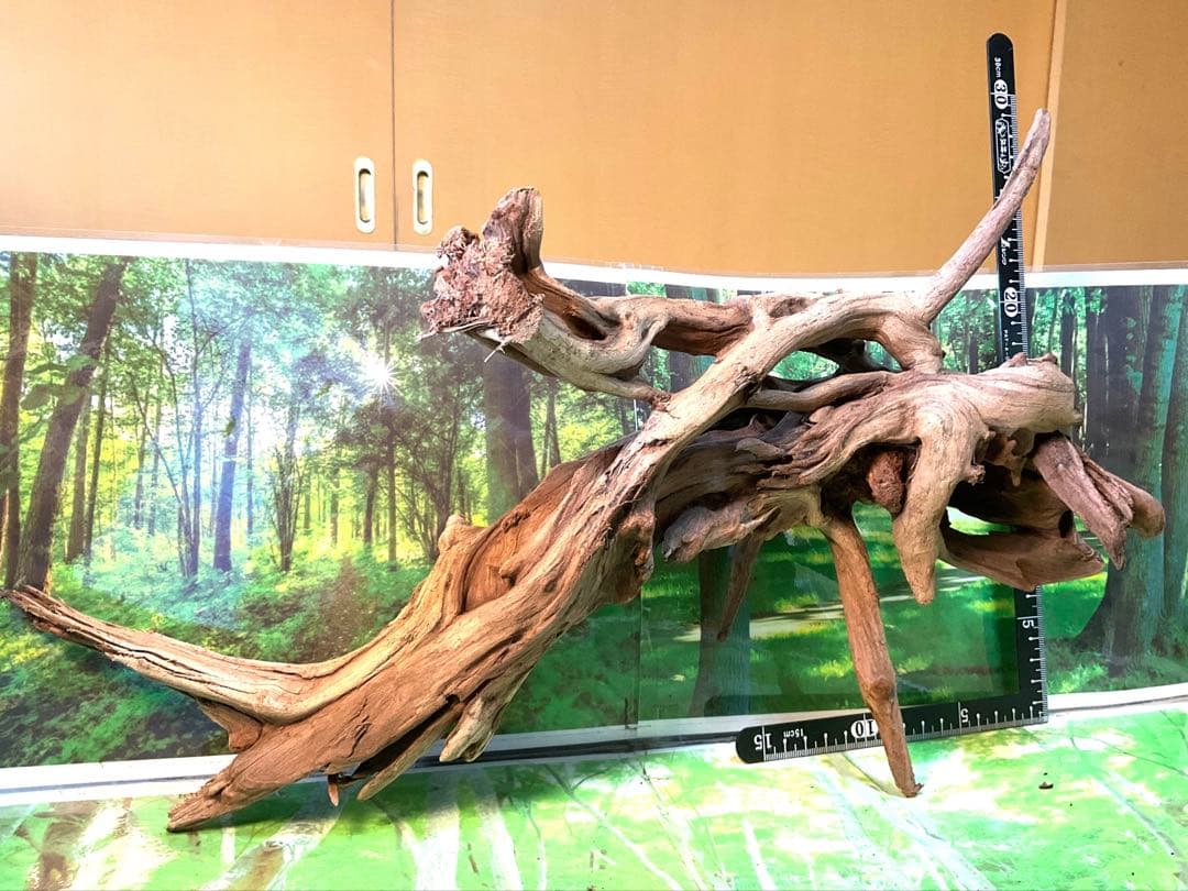 けすけ様　ご提案用　天然水槽用流木　沈水確認済み