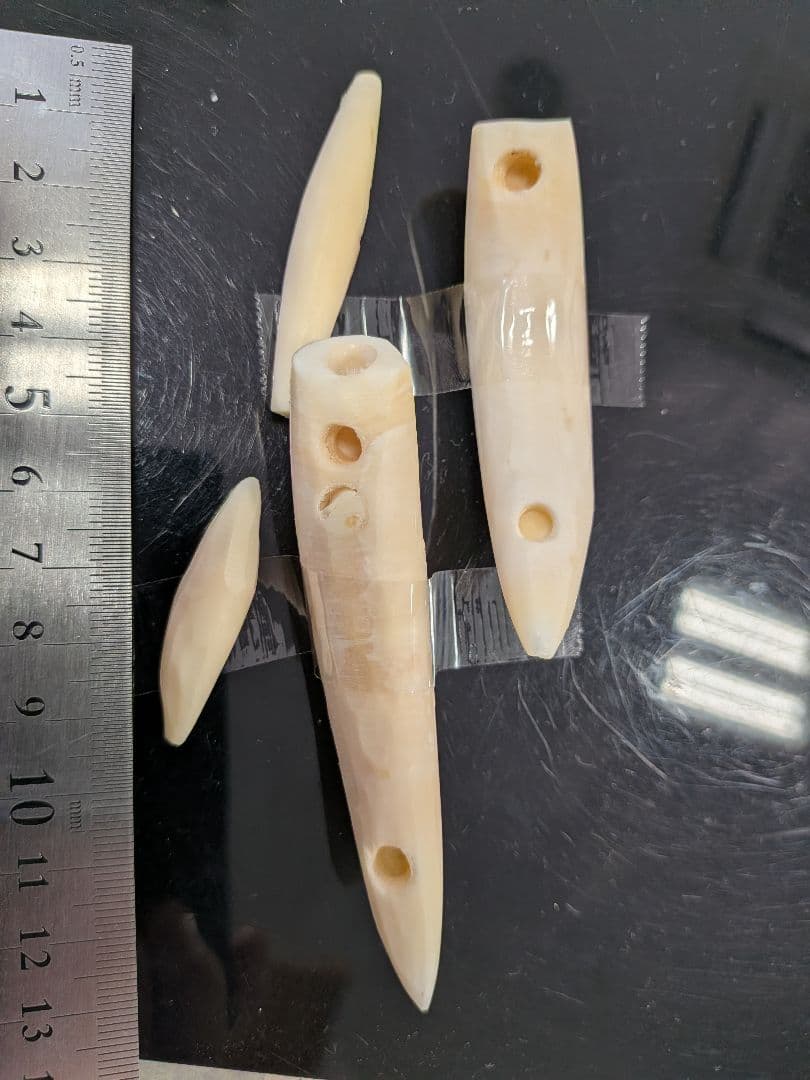 マッコウ鯨歯　本物磨き済み