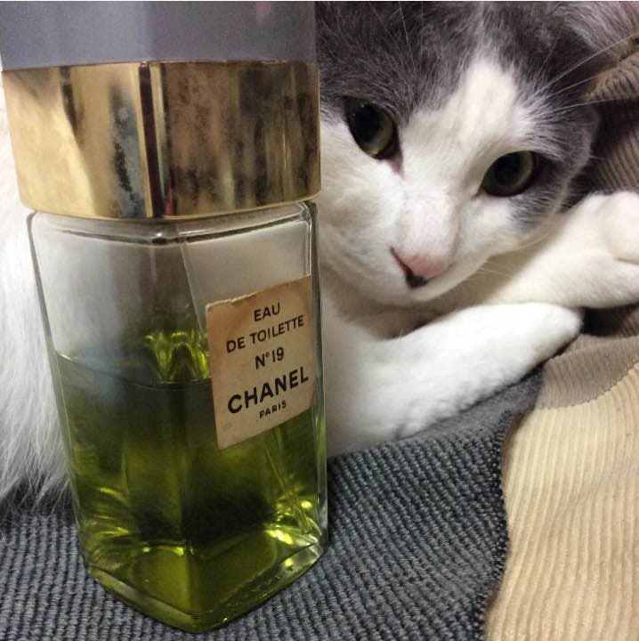 【お取り置き品】シャネル No19  オードトワレ 100ml