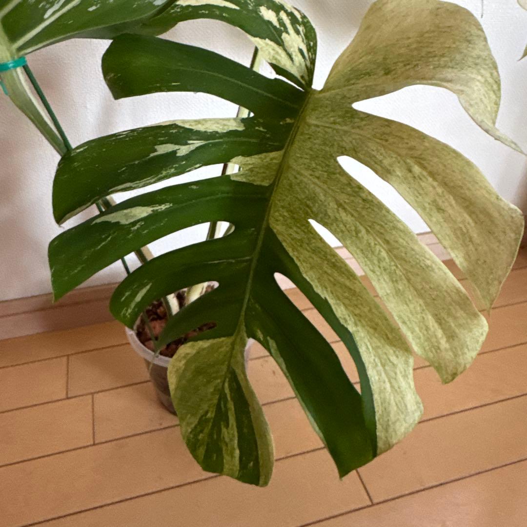 ＊モンステラ＊特大＊ミント＊Monstera＊Mint＊