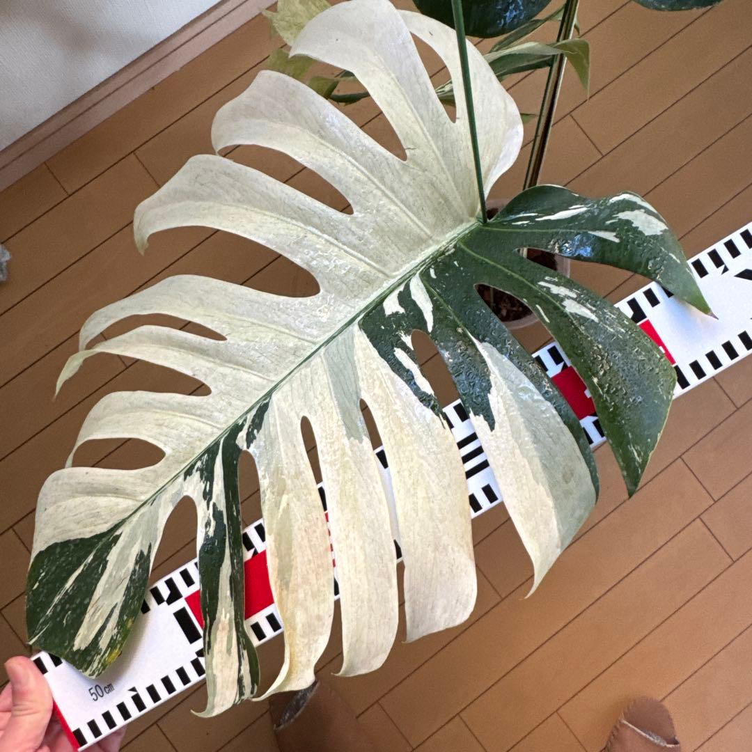 ＊モンステラ＊特大＊ミント＊Monstera＊Mint＊