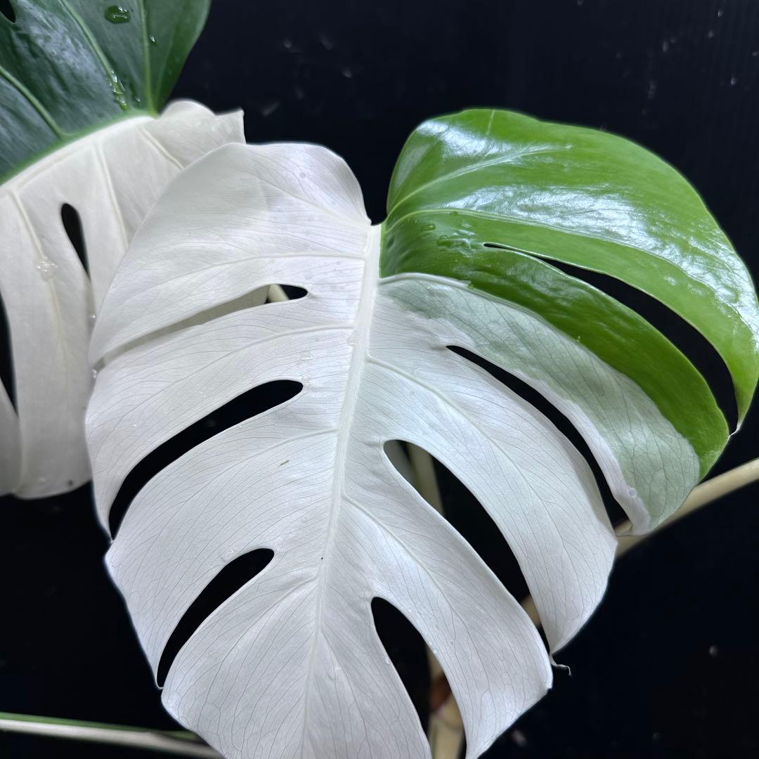 迫*雄様 モンステラ斑入りハーフムーンホワイトタイガー極美斑入り　　 57cm