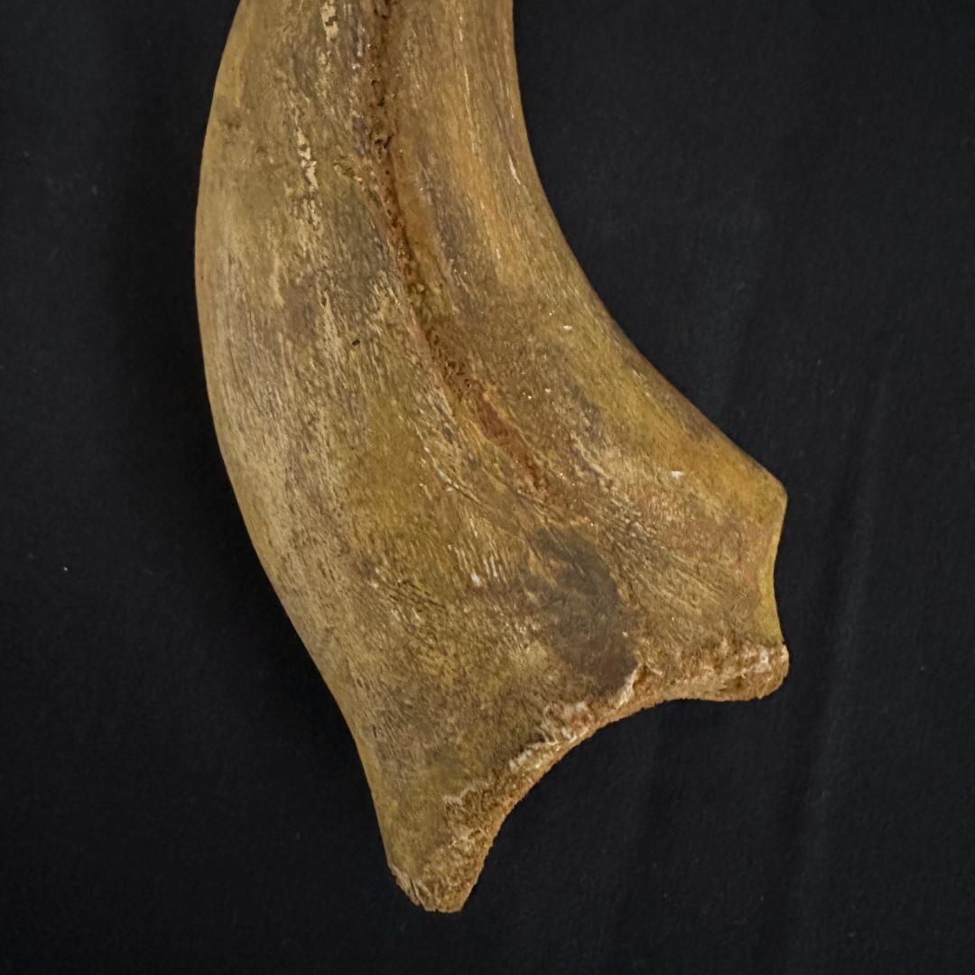 スピノサウルス ハンドクロウ かぎ爪 関節 化石 肉食恐竜 獣脚類 1337①