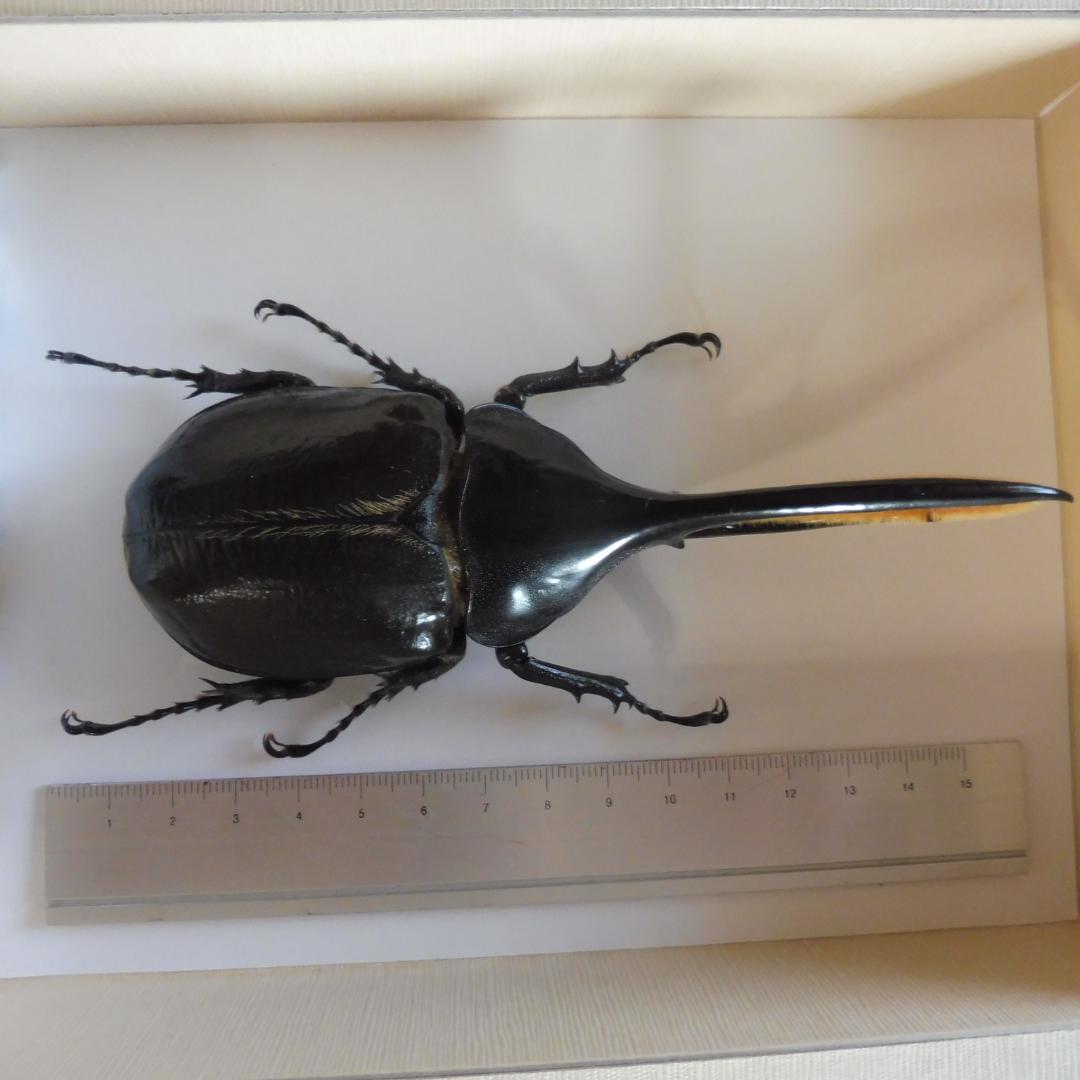 ヘラクレスオオカブトの標本 額入り