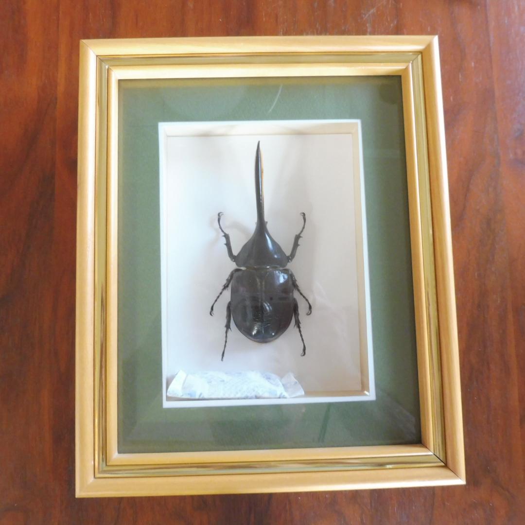 ヘラクレスオオカブトの標本 額入り
