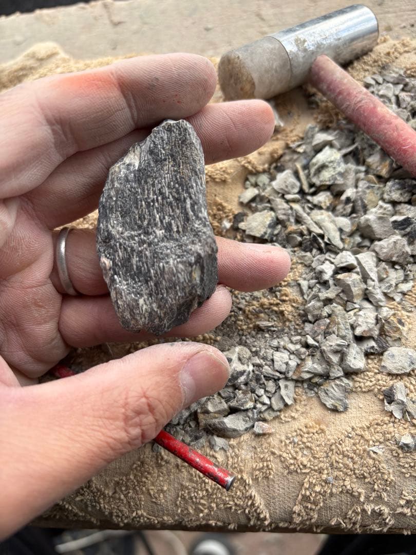 新種のステゴサウルスの棘の破片　化石　モロッコ　恐竜