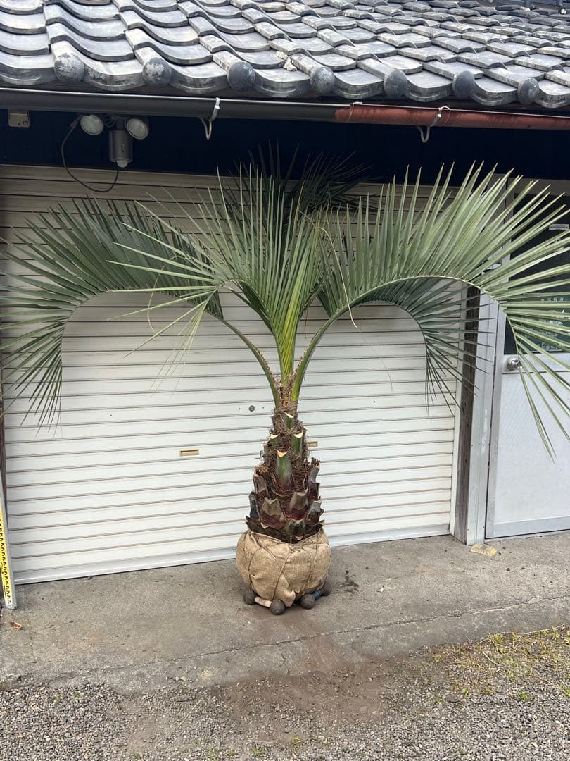 ココスヤシ　極太株　ドライガーデン　カルフォルニアスタイル　送料込み価格