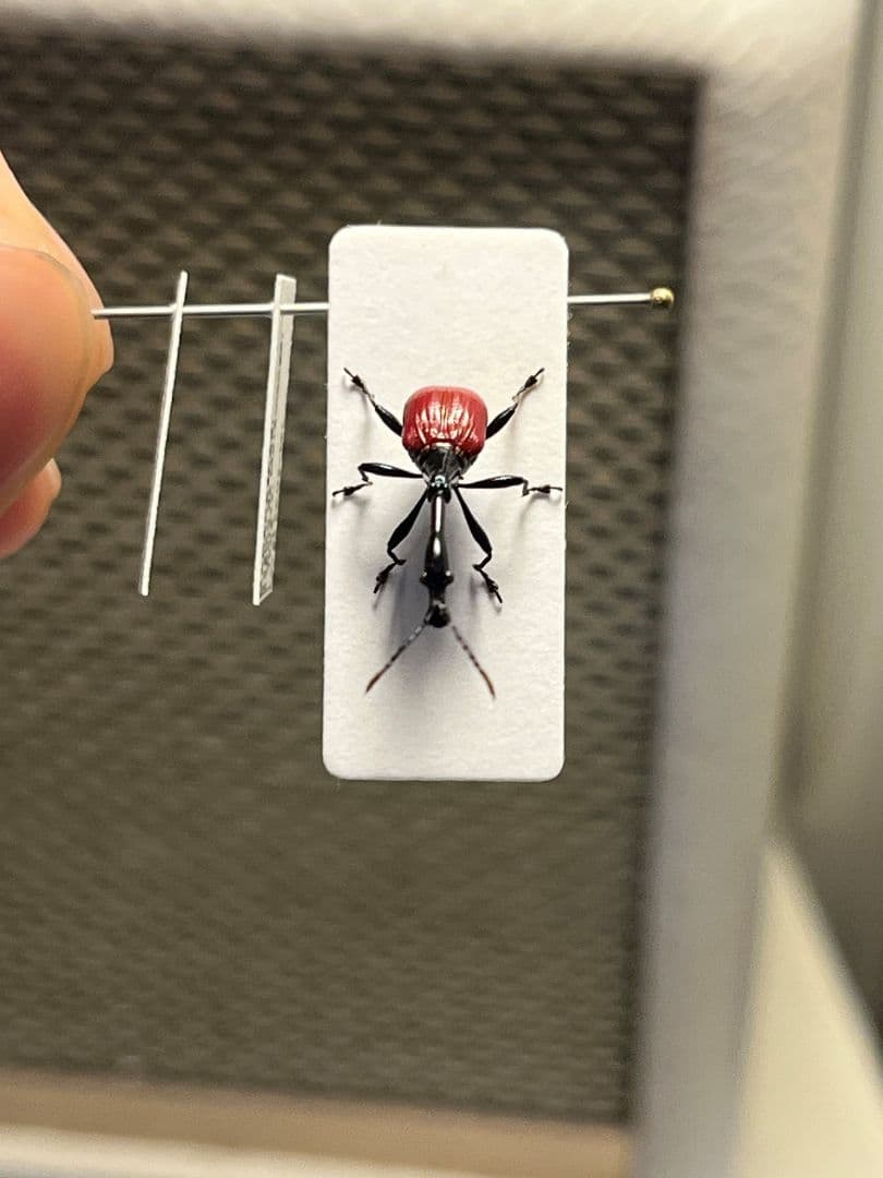 【極美展足】キリンクビナガオトシブミ 立体標本 福井敬貴作品 ハンミョウゾウムシ