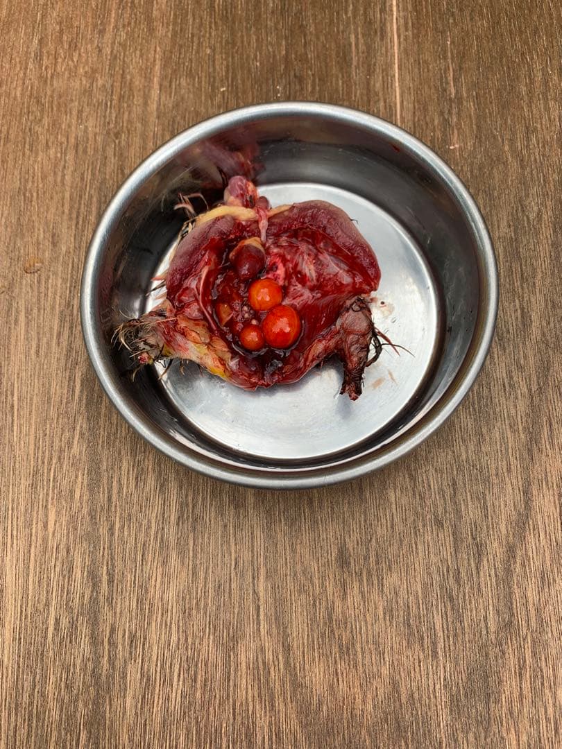 冷凍ウズラ5kg×5段【送料込】