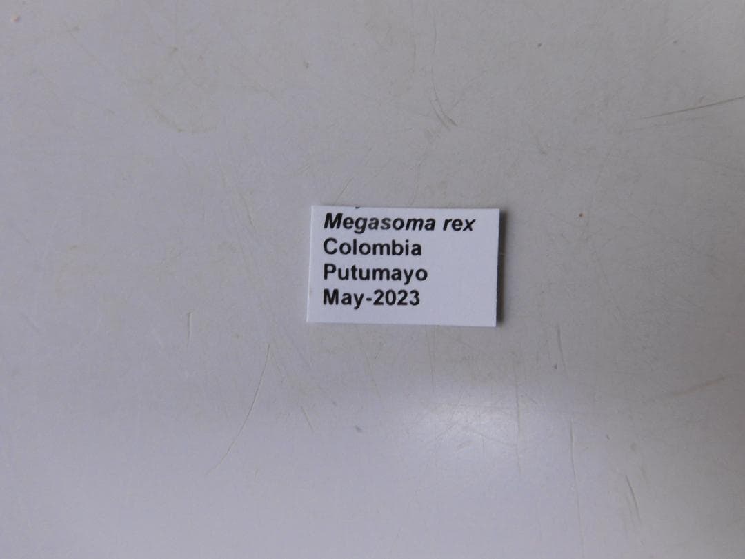 コロンビア産　レックスゾウカブト　115mmX51mm