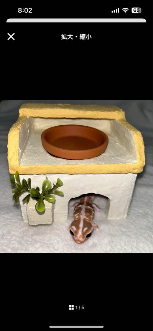 爬虫類 ウェットシェルター 29