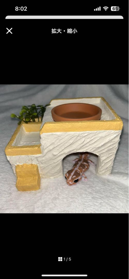 爬虫類 ウェットシェルター 29