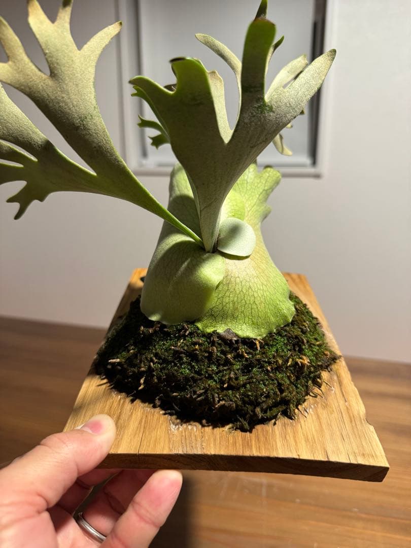 こ*！様 P.willinckii bacteria spore バクスポ ビカ