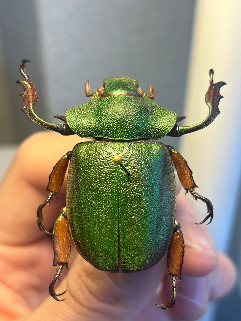 【40mm】ナンベイテナガスジコガネ 昆虫標本 Sphodochlamys l