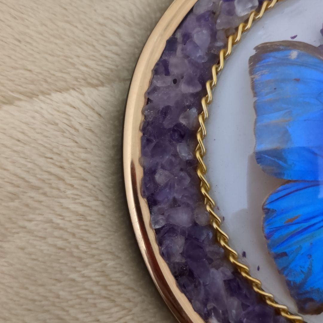 ブラジル産モルフォ蝶の標本