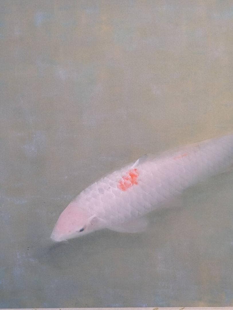 【真作】掛軸　梶喜一　鯉　日展作家　鯉の名手　古美術　二重箱入　U25