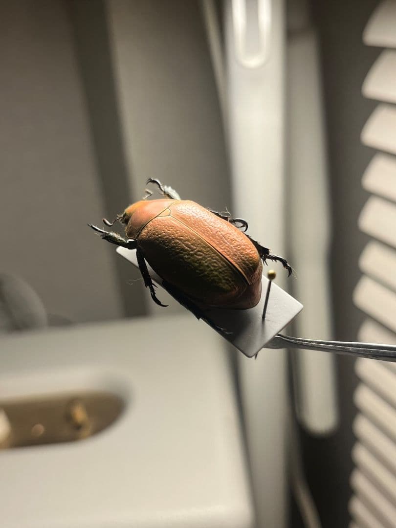 【33mm】ボウカルディプラチナコガネ Chrysina逆光で赤！昆虫標本