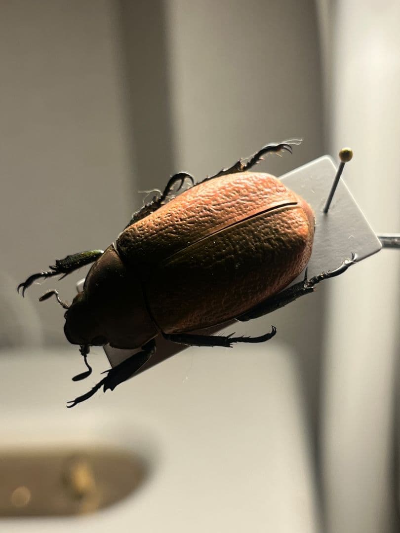 【33mm】ボウカルディプラチナコガネ Chrysina逆光で赤！昆虫標本