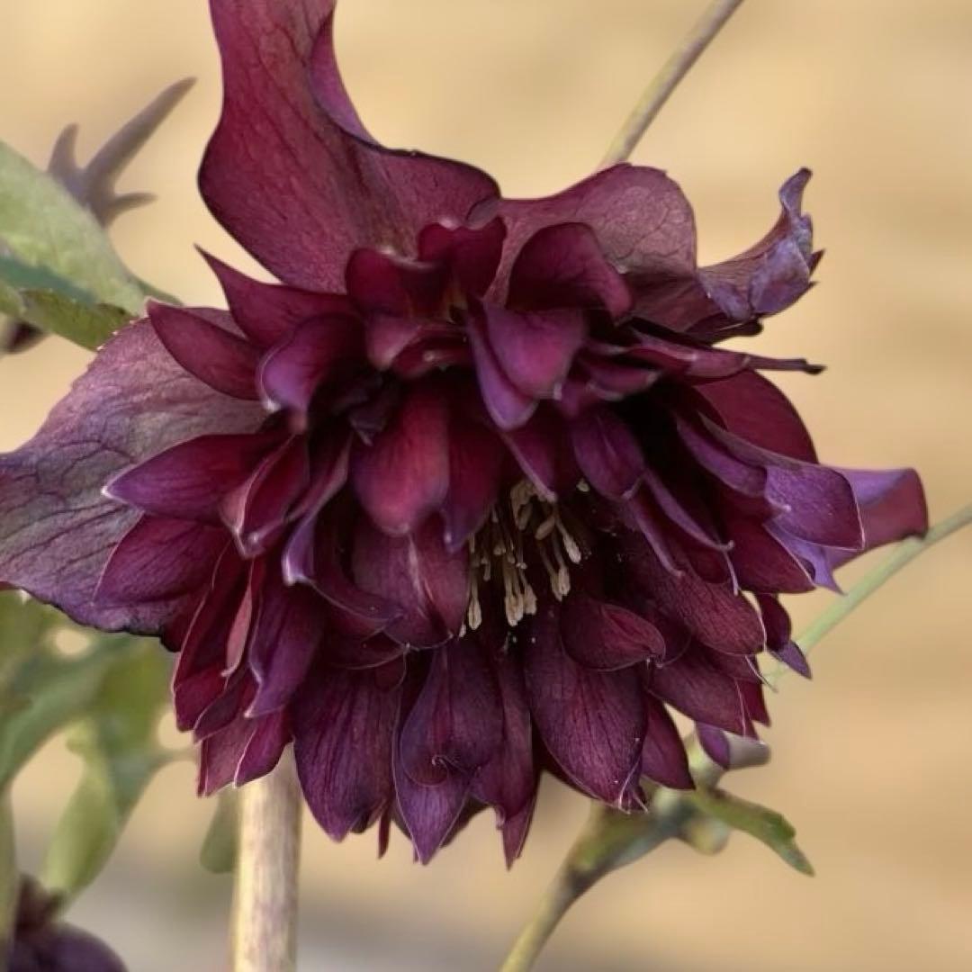 まい　広瀬園芸　レッドクレオパトラ
