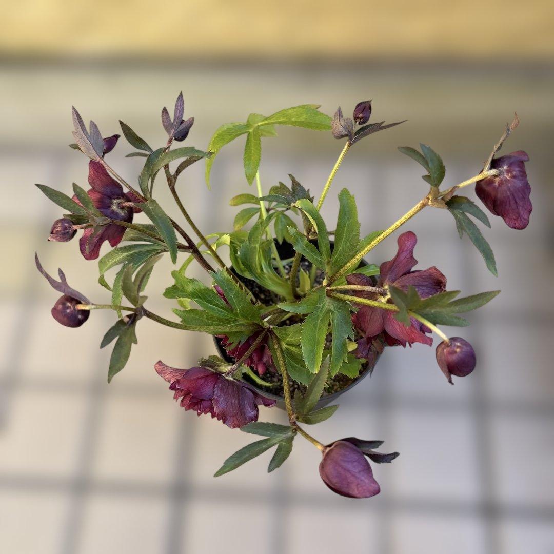 まい　広瀬園芸　レッドクレオパトラ