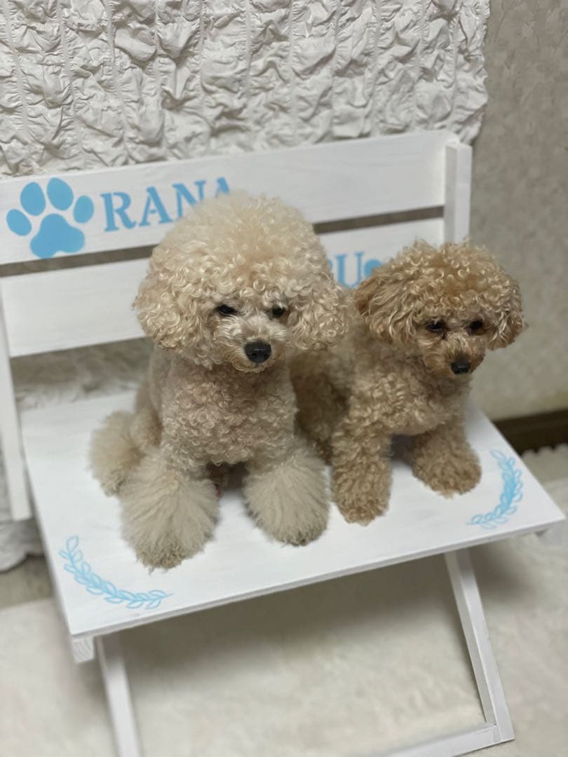 わんこ撮影用折りたたみチェア