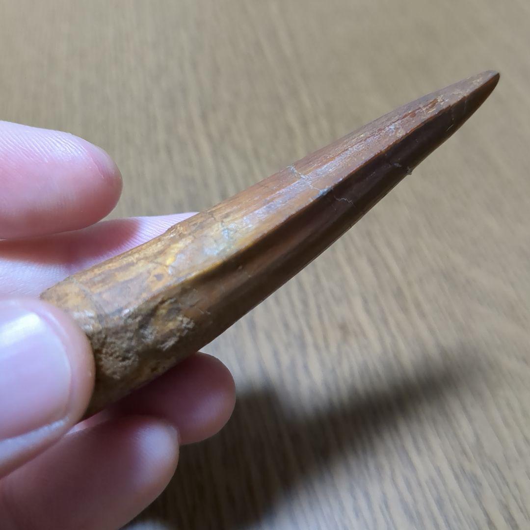 恐竜 化石 スピノサウルスの歯化石　　（値下げ交渉 可能‼️）
