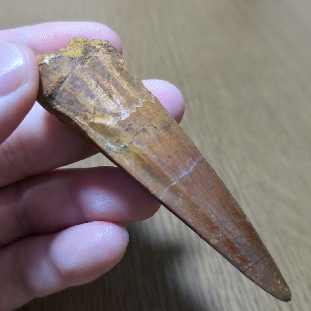 恐竜 化石 スピノサウルスの歯化石　　（値下げ交渉 可能‼️）