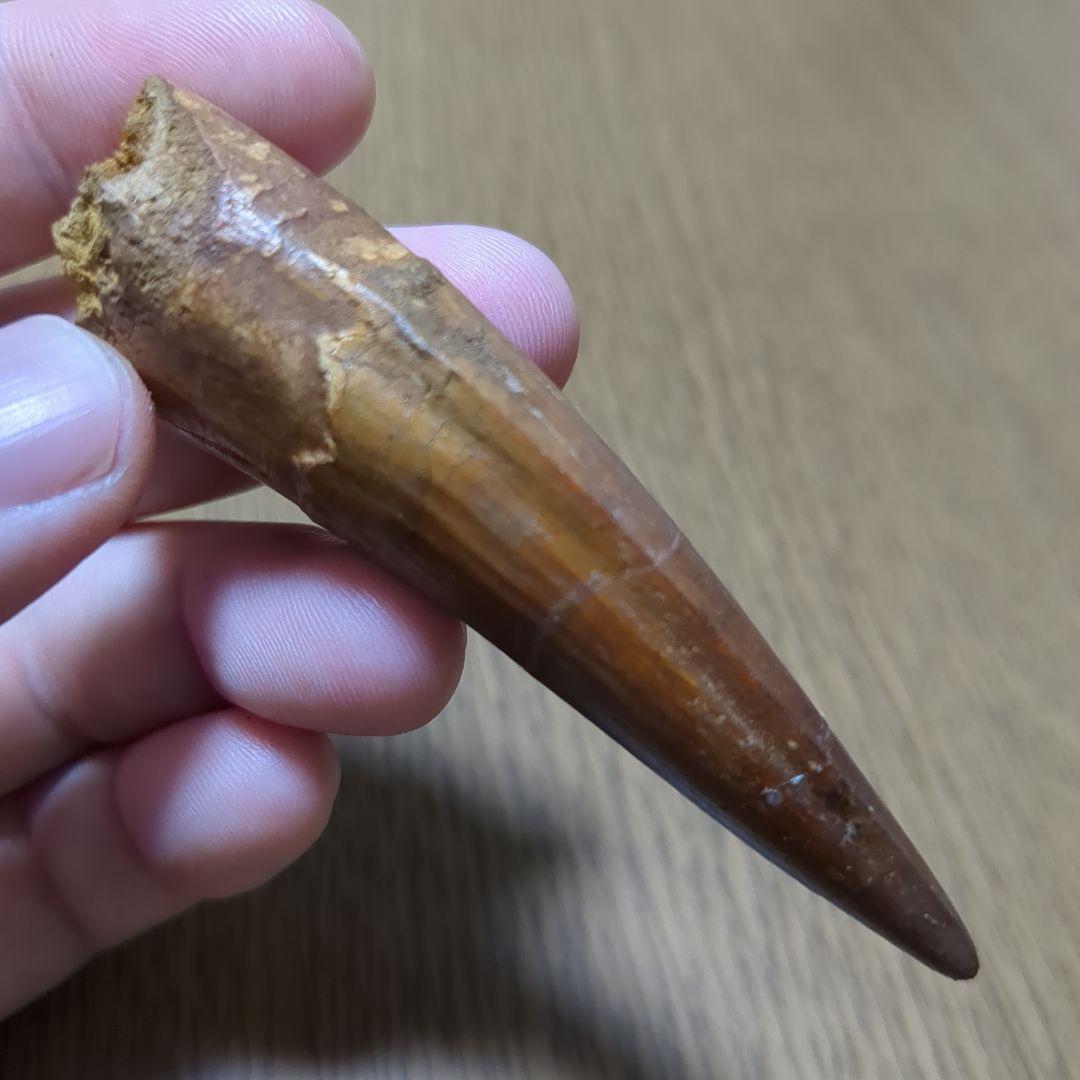 恐竜 化石 スピノサウルスの歯化石　　（値下げ交渉 可能‼️）