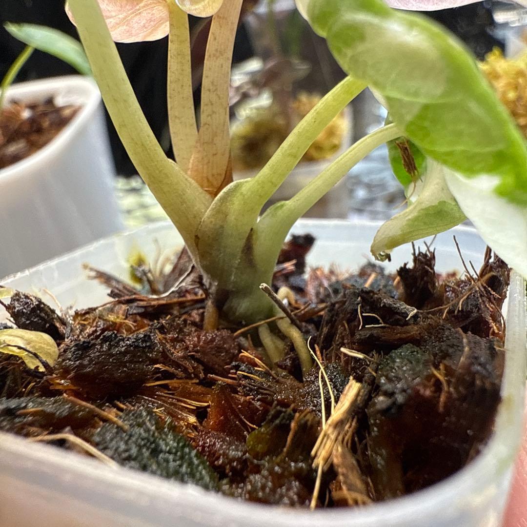 じ*む様 格安 アロカシア ハートバルーン ピンク