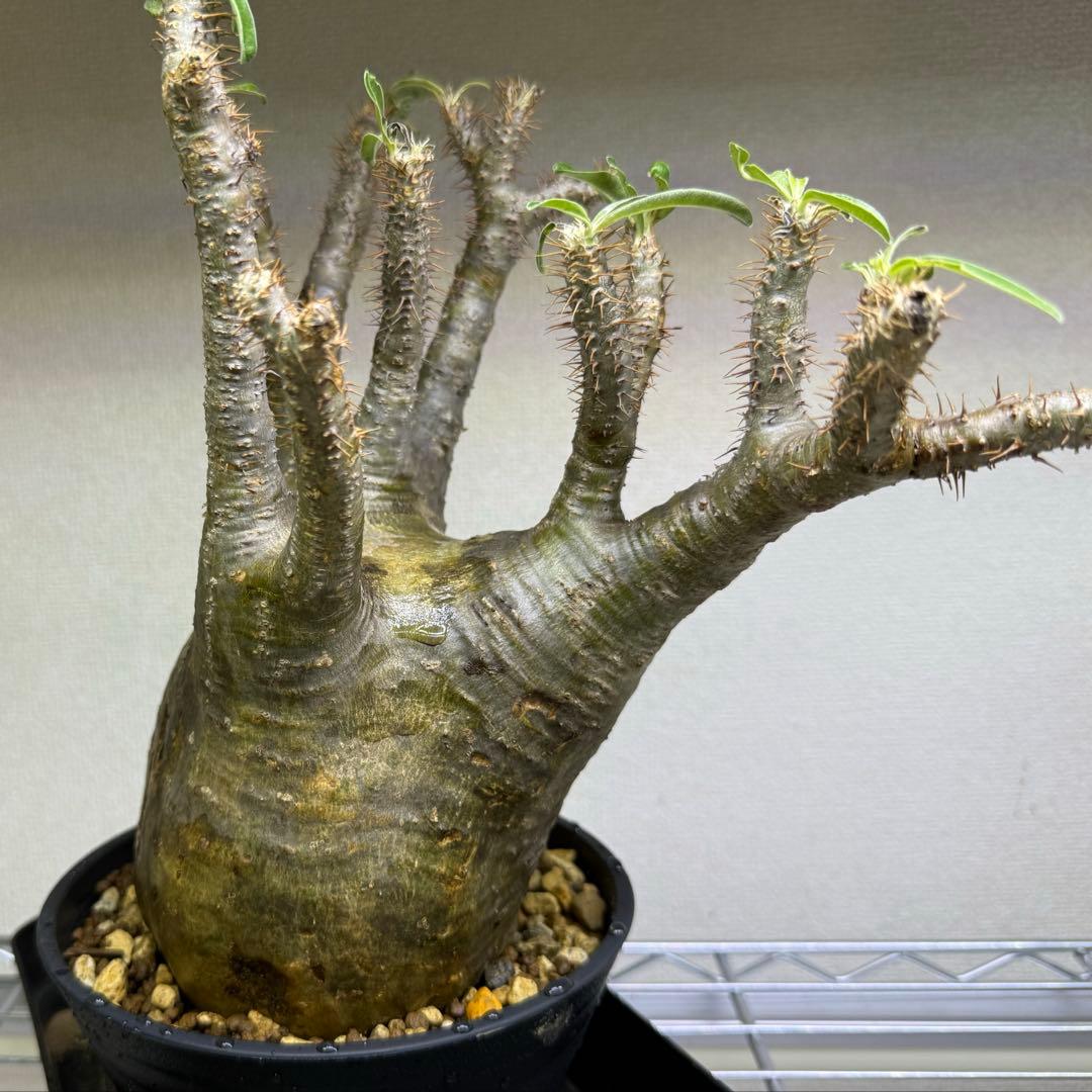 パキポディウム グラキリス 現地球 発根管理中