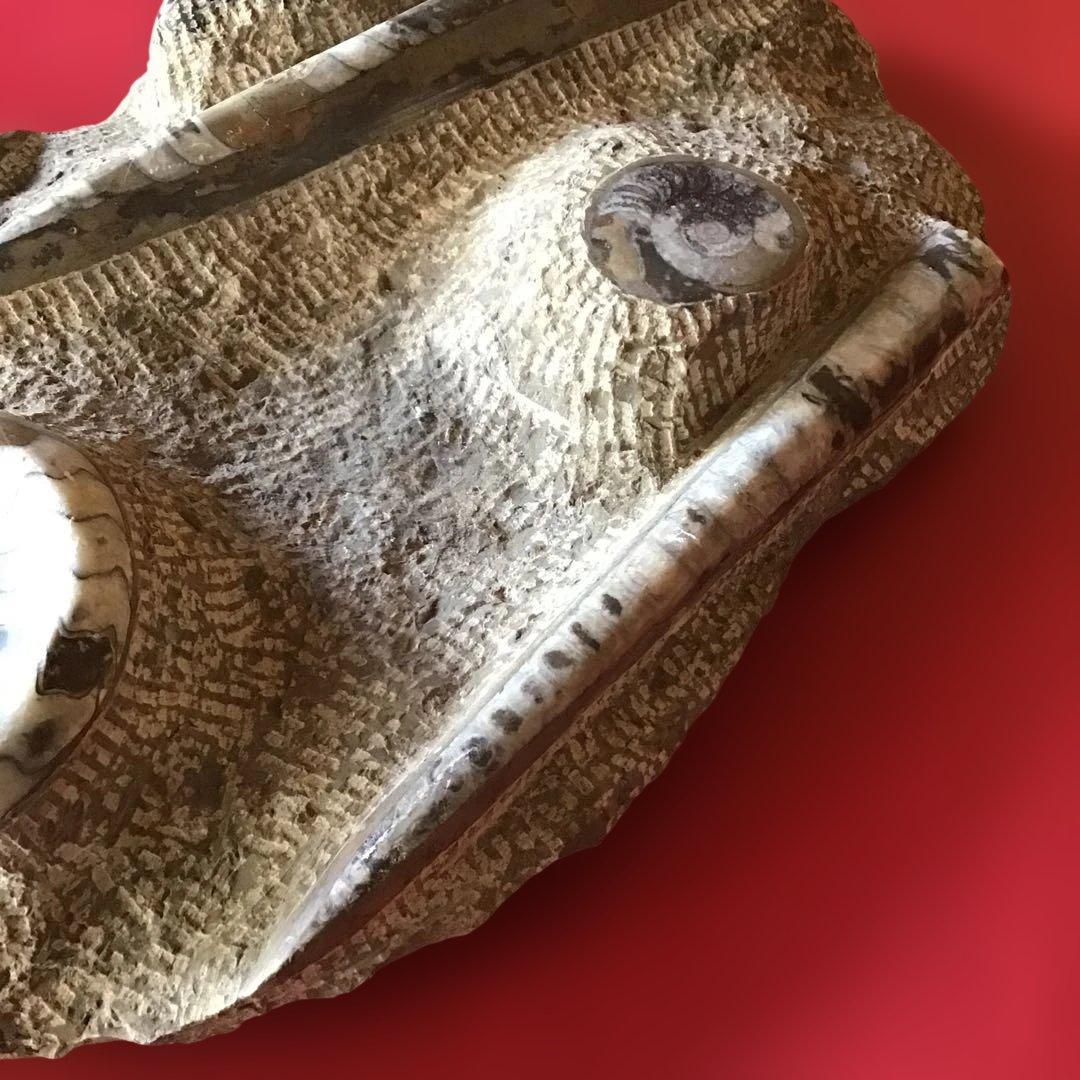 貝化石　大型　6、75kg 玄1