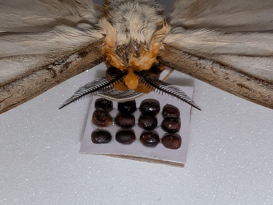 超美品！珍しい卵持ち　アポロヤママユ　蛾　標本