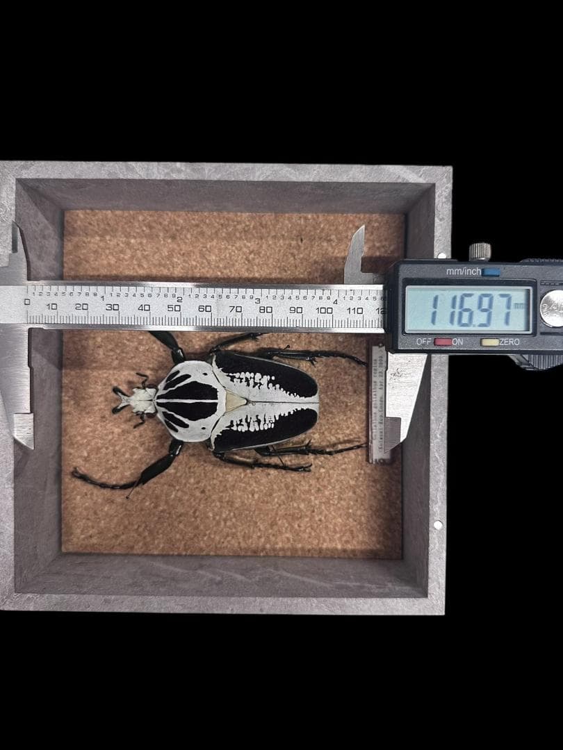 桐箱入り　ゴライアス　レギウス オオツノハナムグリ　 雄　オス　標本　　コンゴ産