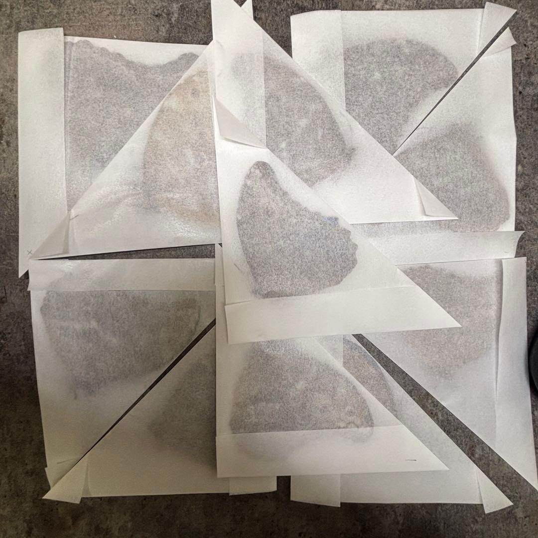 ディディウスモルフォ　オス　訳あり11匹セット　別売りok