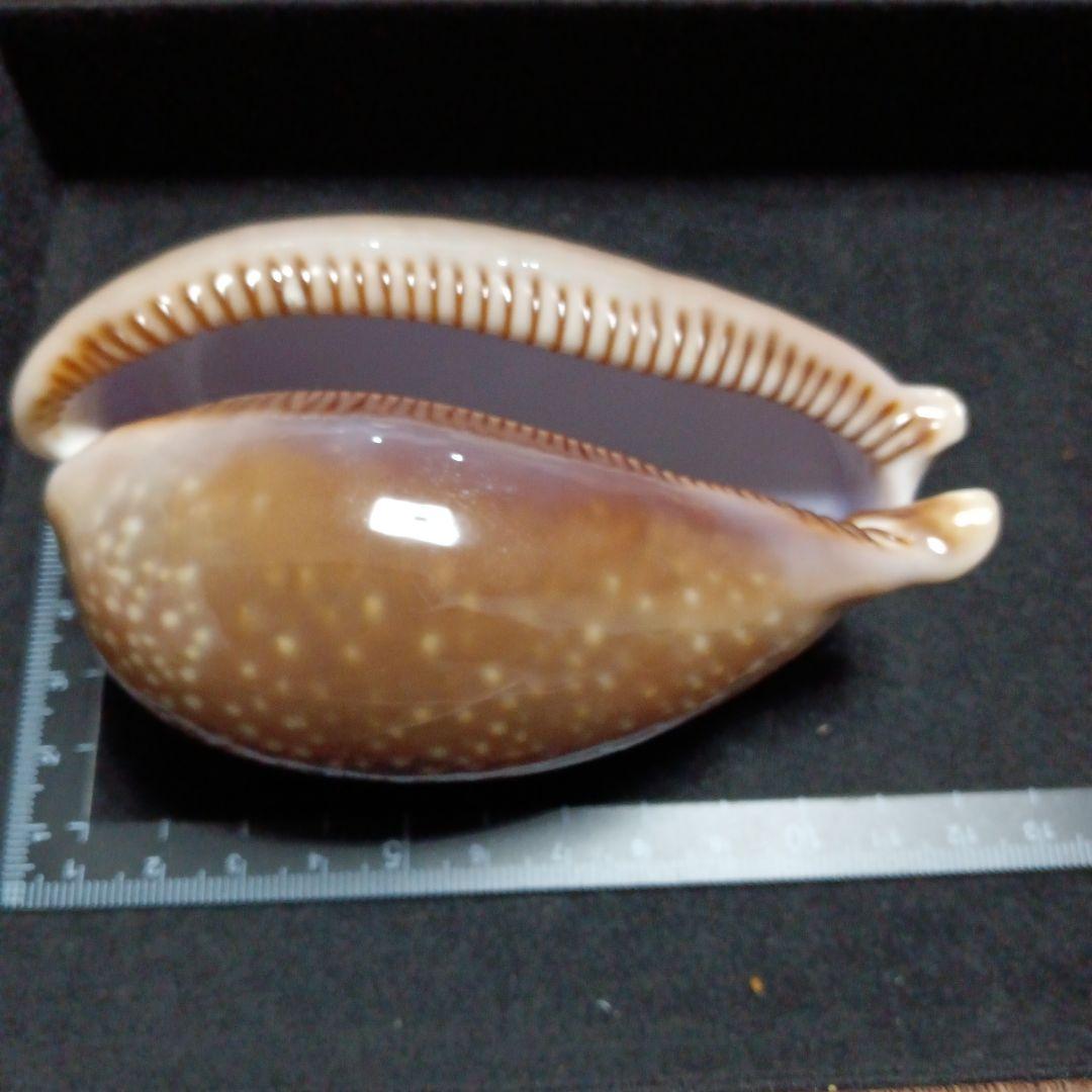 貝殻標本　タカラガイ