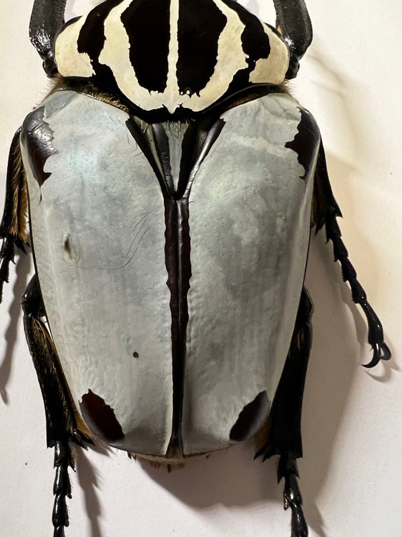 カメルーン産仮展脚ゴライアスオオツノハナムグリ約86mm 胸部修理エリトラグレー