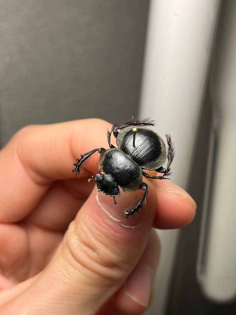 【20mm】Pachysoma striatum パキソマ フンチュウ 標本