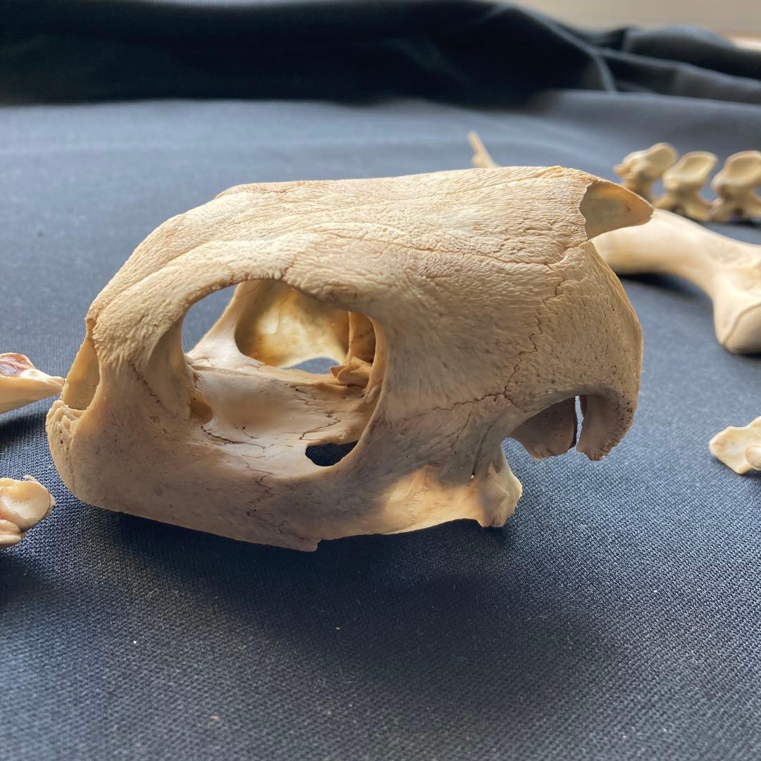 ウミガメの頭骨・頸椎他