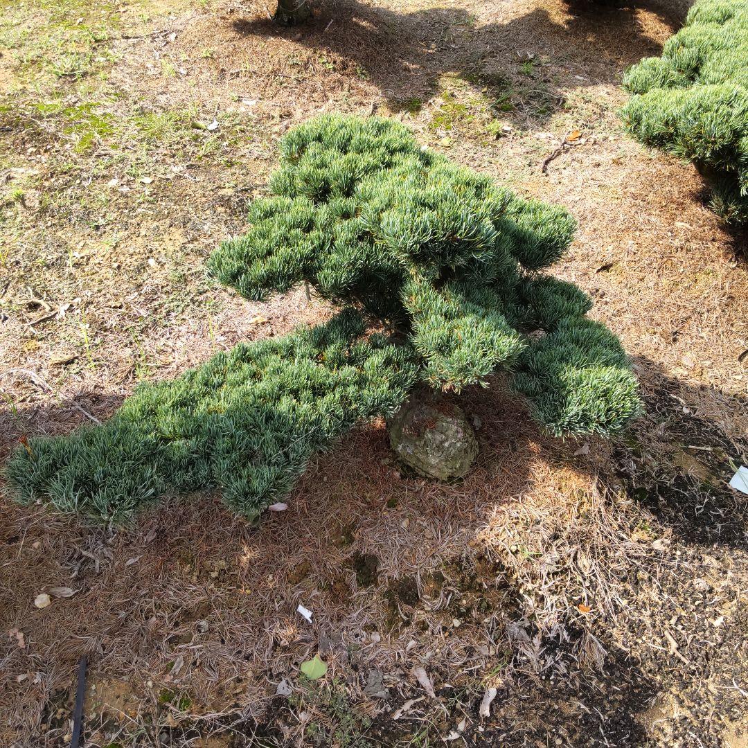 八房 五葉松 鉢植えサイズ ◆ 引き取り限定価格❗️
