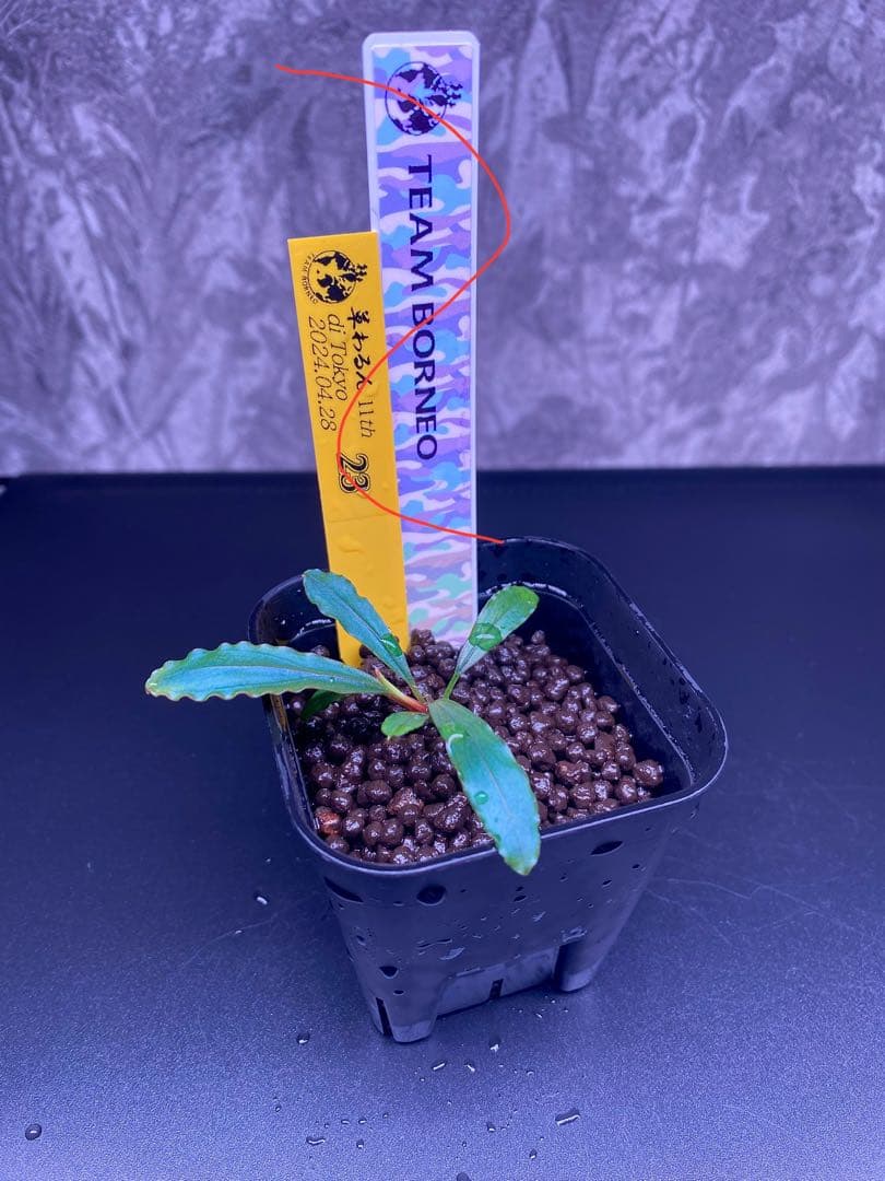 Bucephalandra sp.Sayan3 Melawi 【TB】