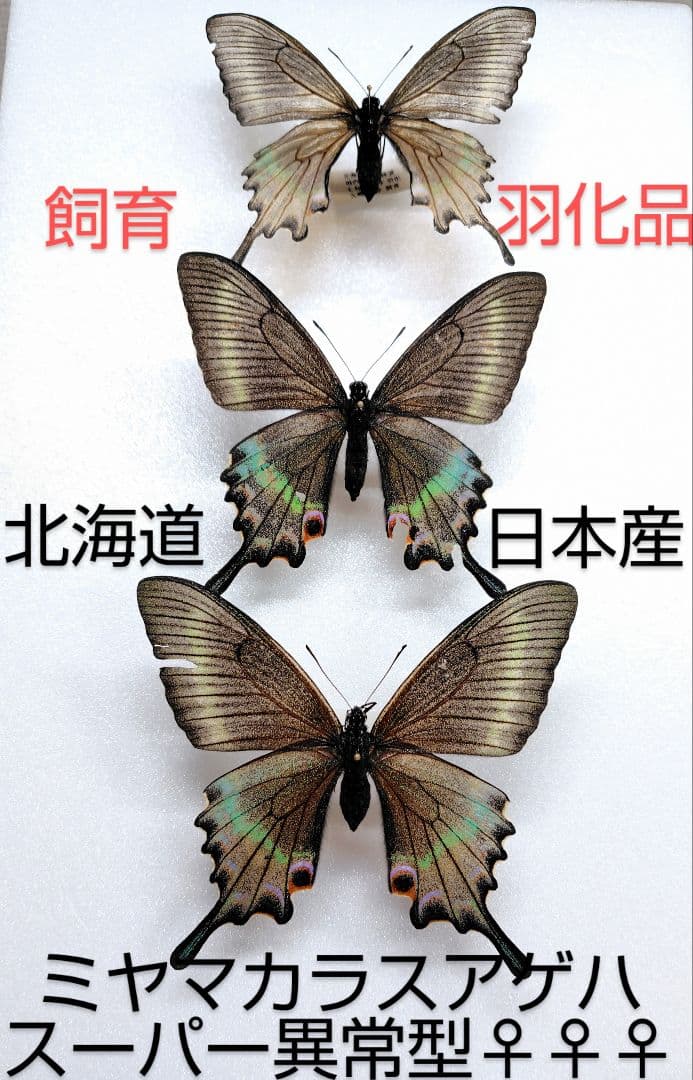 特別価格‼️☆ミヤマカラスアゲハ☆超異常型三姉妹 標本★北海道日本産★飼育羽化