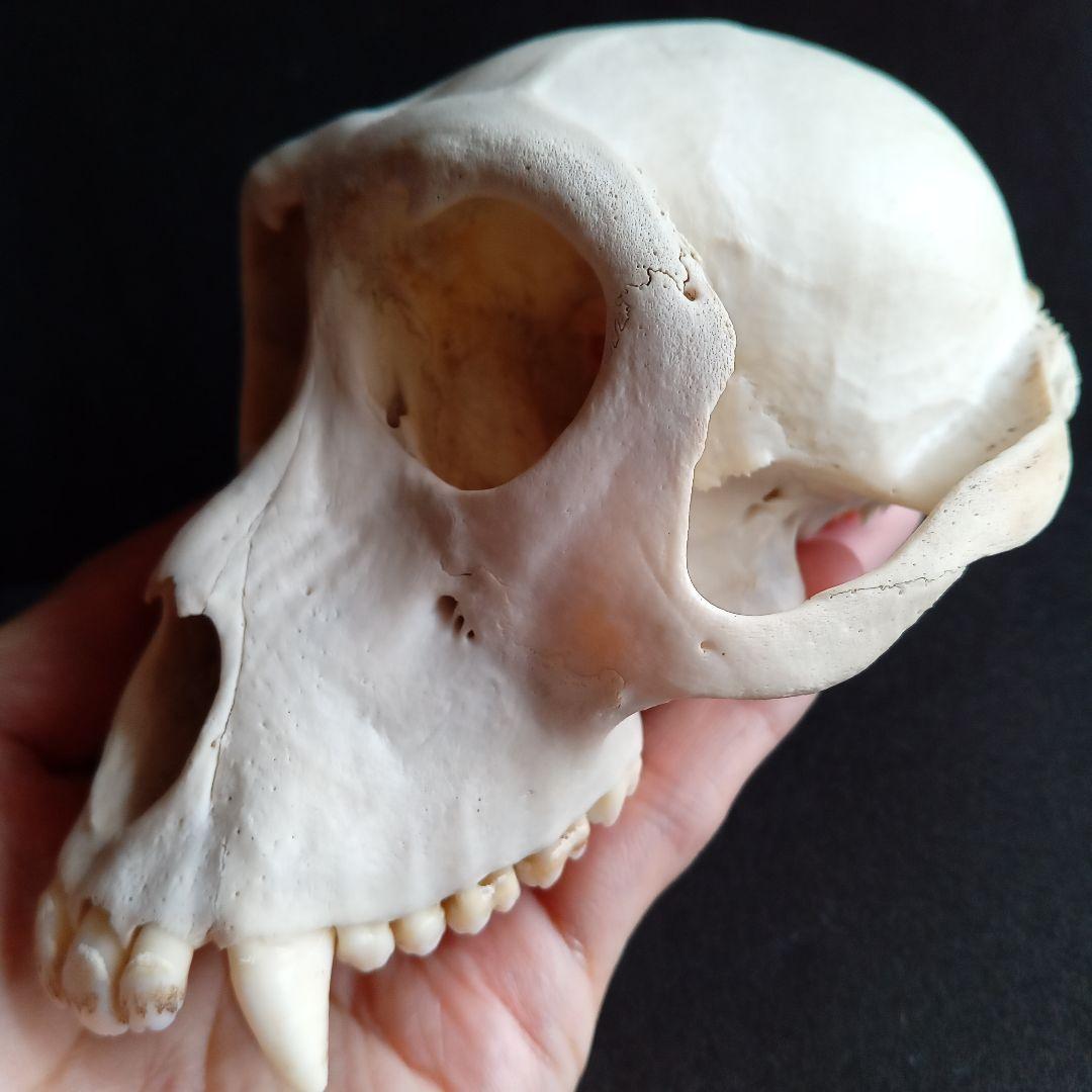 骨格標本　頭骨　ニホンザル　霊長類　スカル