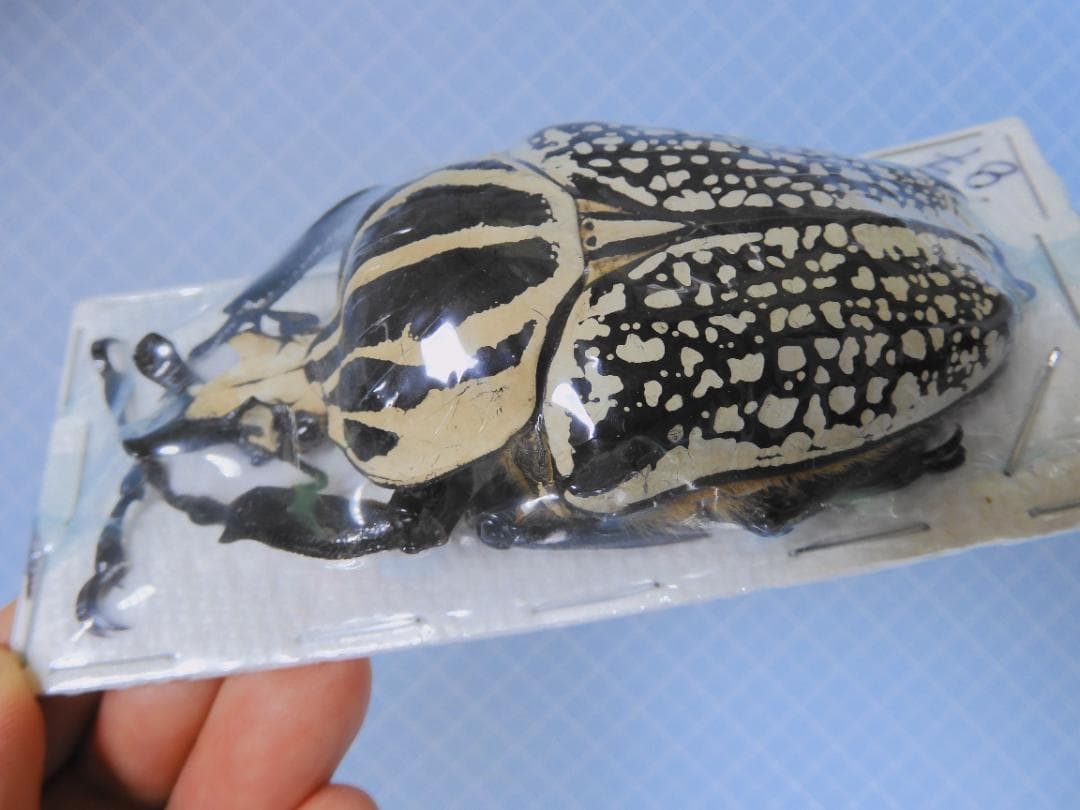 標本 Congo Goliathus orientalis 88mm