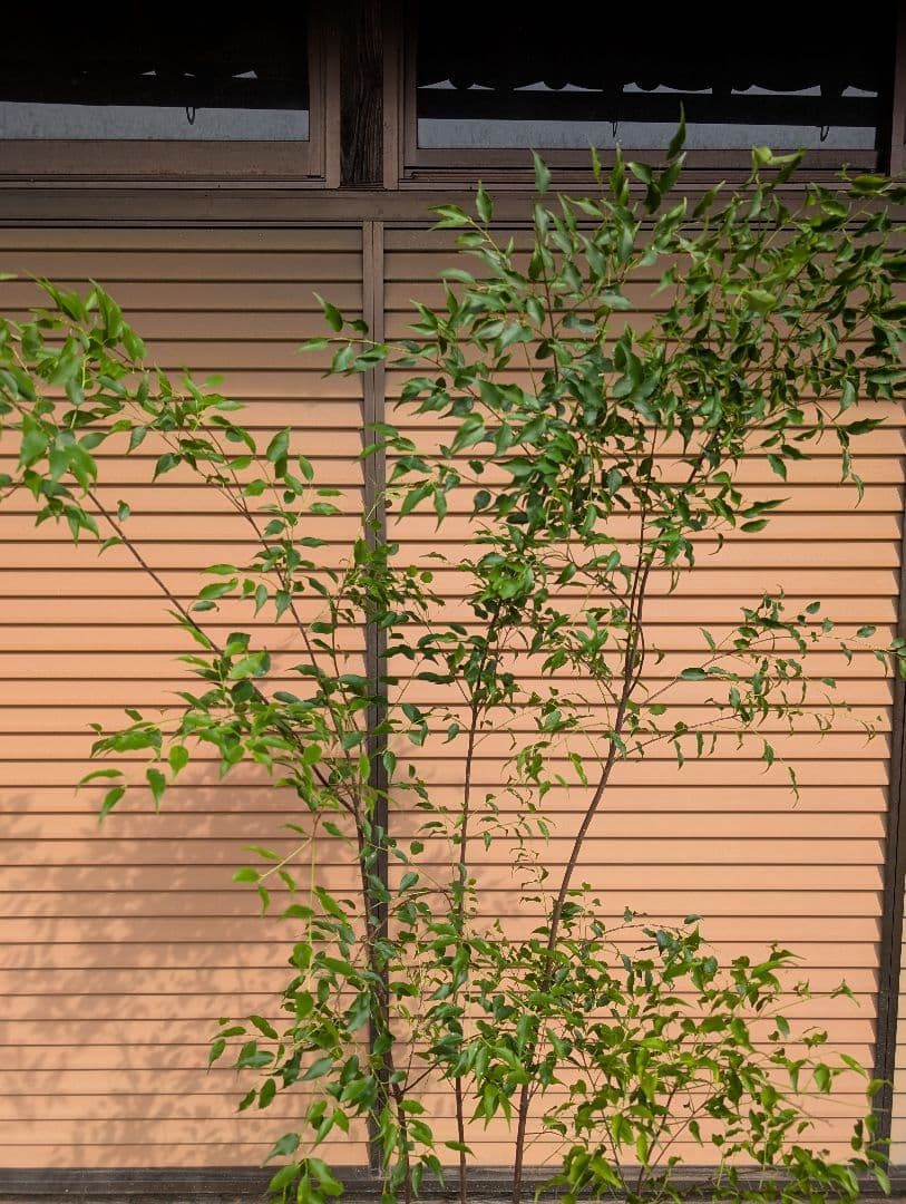 ハイノキ　株立　約1.7m　②