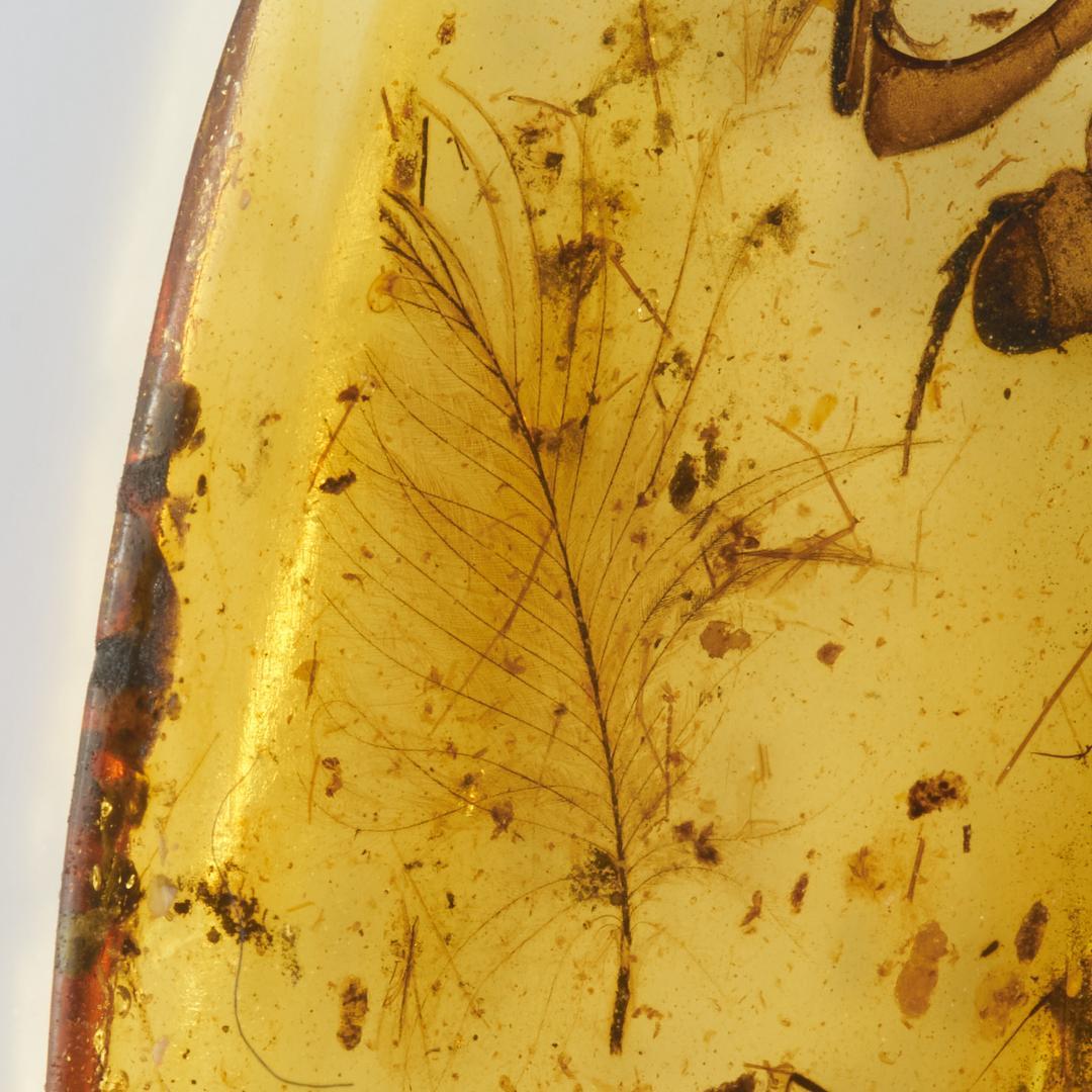 レア極上品 PA135虫入り琥珀化石　ミャンマーカムティかタナイ9900万年前