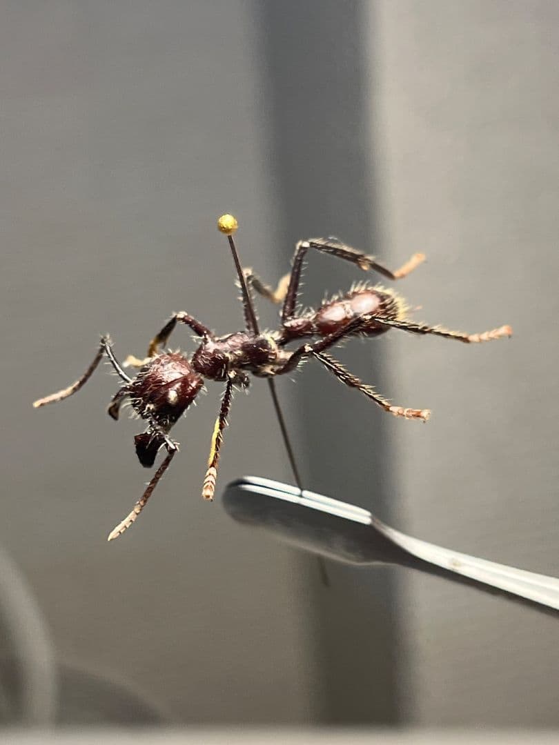 【23mm】パラポネラ アシナガアリ 標本いきもの大図鑑 蟻 クロオオアリ