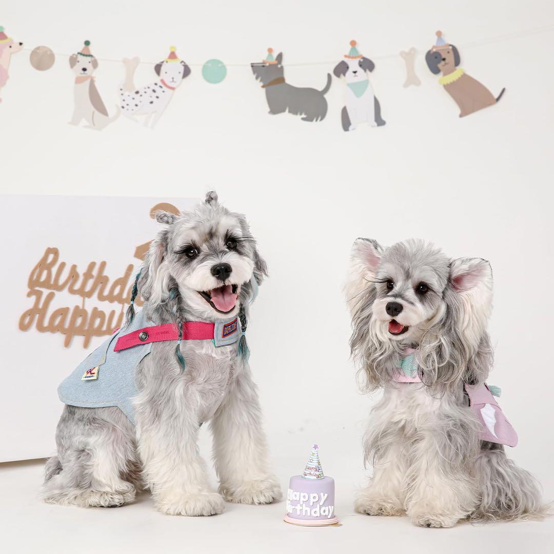 〆DAZI 犬用ハーネス、調整可能なベルクロデニム犬用ハーネス（小型犬用）